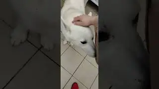 Еще один красавец, Лайка ❤️