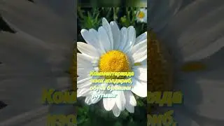 Мойчечак_Moychechak