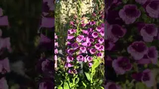 Can you name the flowers?