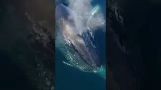 Huge whale-fish is coming out