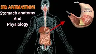 anatomy and physiology of stomach #stomachanatomy #stomach #3danimation #physiology #3danatomy