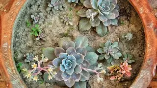 My Terrace Plants including Succulents and Cactus | 2020