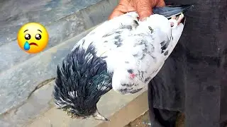 My Pigeon is Dead 😢