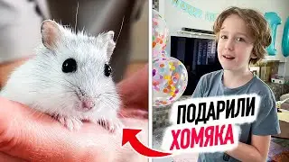 VLOG: Илье ПОДАРИЛИ ХОМЯКА! Что с ним ДЕЛАТЬ?