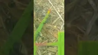 ants armey 🤯 #shorts #viral