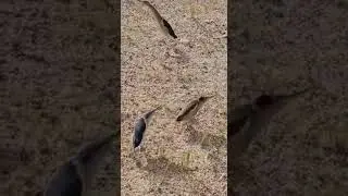 We found birds in kuwait desert #asmr #viral #trending #shorts #short #shortvideo