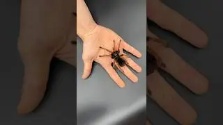 Tarantula world part 2. 