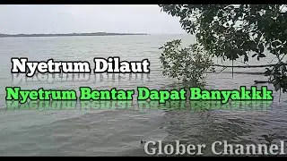 Setrum Ikan Khusus Laut/Muara