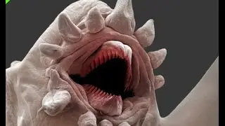 Blender Alien Creature Tutorial Part 3: Alien mouth Tentacles ... and Shape Key Animation in blender