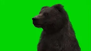 Green Screen BEAR 🐻