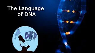 Simple Intro to DNA, Protein Pathway, and Gene Expression