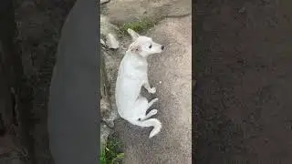 White dog