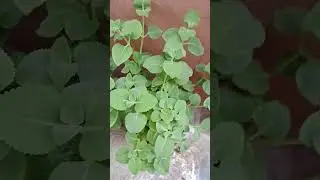 Ajwain Plants || వాము చెట్టు