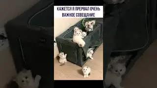 Мемы с котами/котские мемы 