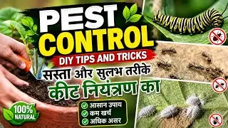 Plants pest control/आसान तरीका 💯%सुरक्षित प्राकृतिक तरीकों से पौधे को बचाएं मरने से, कीड़े मकोड़े 