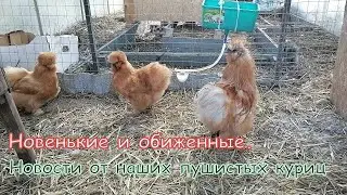 Новенькие и обиженные. Новости от наших пушистых куриц..