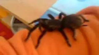 Brachypelma Vagans