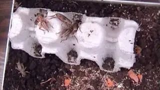 BREEDING  CRICKETS for Reptiles / Fish.