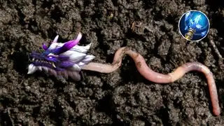 Yu Zong.EXE | Earthworm