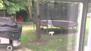 Stop motion and squirrels