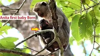 Hot News ! 25/12/20 Monkey Anita born new baby today, Merry Christmas wish her baby looks healthy