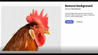 Adobe Background Remover, Best FREE Background Removal Tool