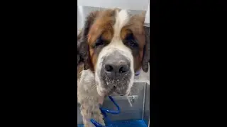 Giant Saint Bernard’s Running Down the Road Abandoned (Bonded 🥺)