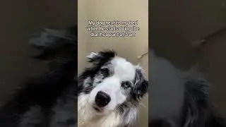 DID YOU KNOW YOU HAVE 30 MINUTES? 😃 #puppy #funnydog