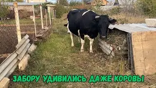 Забору удивились даже коровы