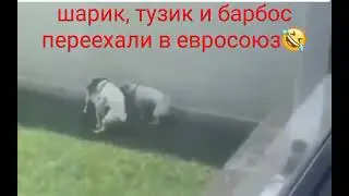 Шарик, Тузик и Барбос переехали в Евросоюз