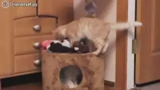 Кошки танцуют испанский танец смотреть видео прикол