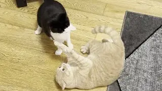 Young Cat Annoys Senior Cat