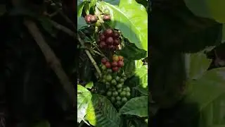 kopi stek tinggi ari 2