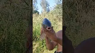 Сазан 4кг. #fishing  #carp #carpfishing