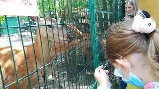 Олень говорит СПАСИБО за еду. Кормим оленей в зоопарке