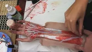 Dissected Arm Makeup Tutorial | Freakmo