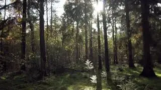 Cinematic Trees Forest Nature No Copyright video