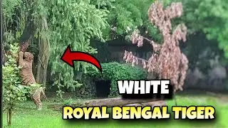 White Royal Bengal Tiger at Alipur Zoo ● Kolkata