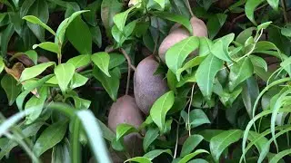 Akebia quintana Unusual Looking Fruit