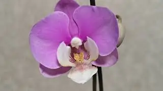 Orchid Taisuko Anna. First bloom.