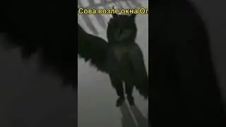 когда Алиса зовёт Сову #TinyBunny #зайчик
