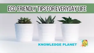 Eco-Friendly Tips for Everyday Life