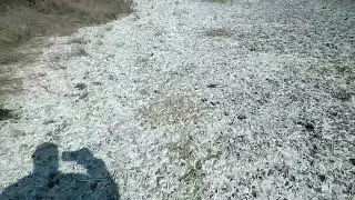 Каму соли го в гости