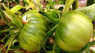 Tomato Greenhouse Review
