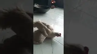 ayam langka#ayam putih
