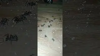 ¿Por qué mis paquetes de azúcar tienen huecos? ¡Hormigas!