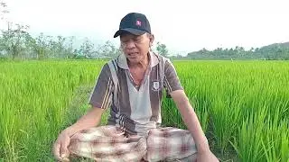 Padi Salibu Efektif dan Efisien