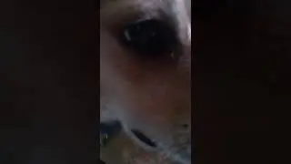 triggered.mp4