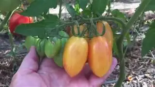 Посадите томат «Blush tiger”, не пожалеете!