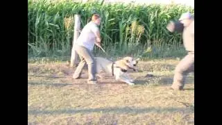 Kama Chalo. The second lesson at school "Dogs Village".